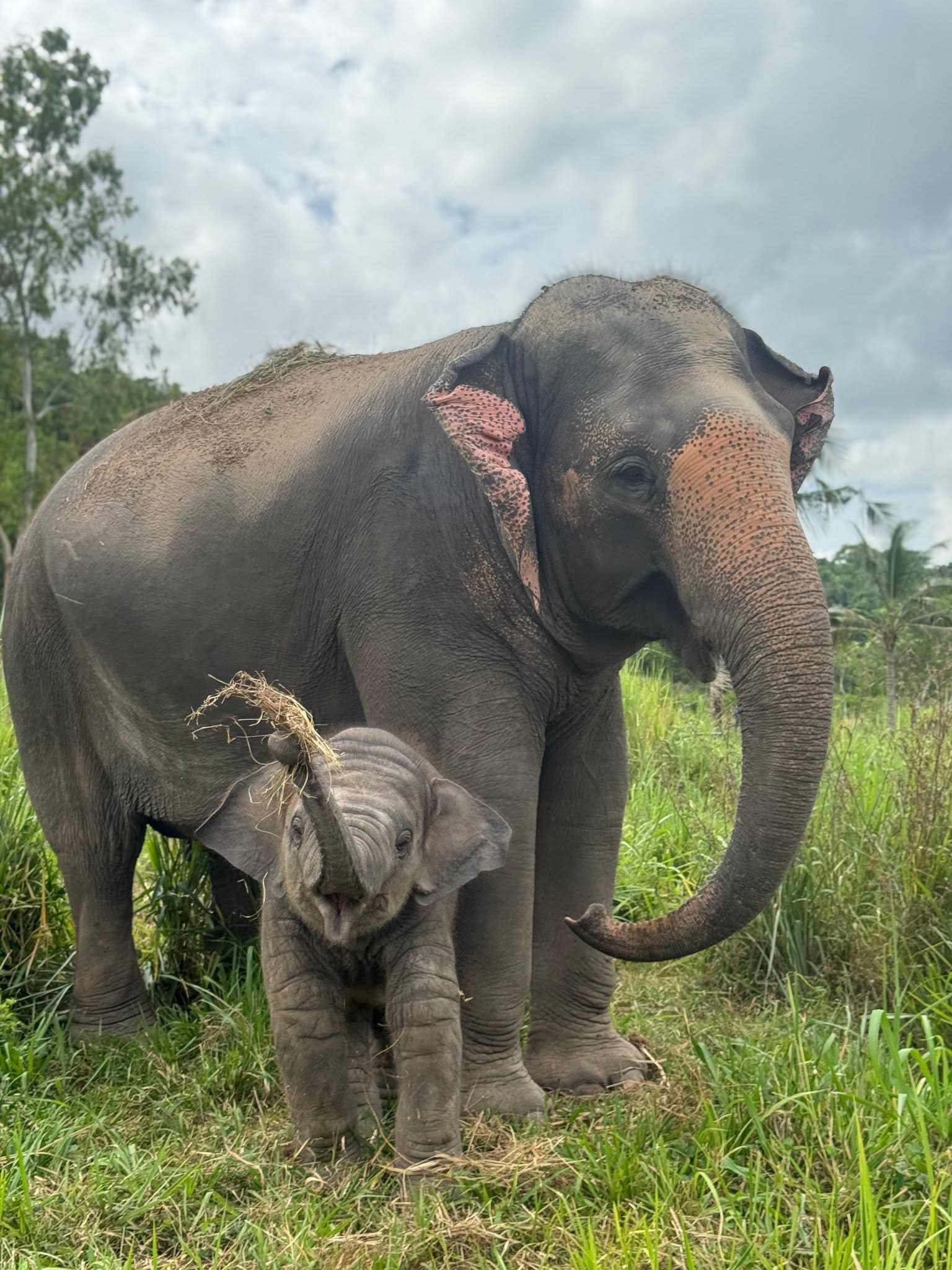 Elephant care at a ThaiEleHub-partner sanctuary in Thailand