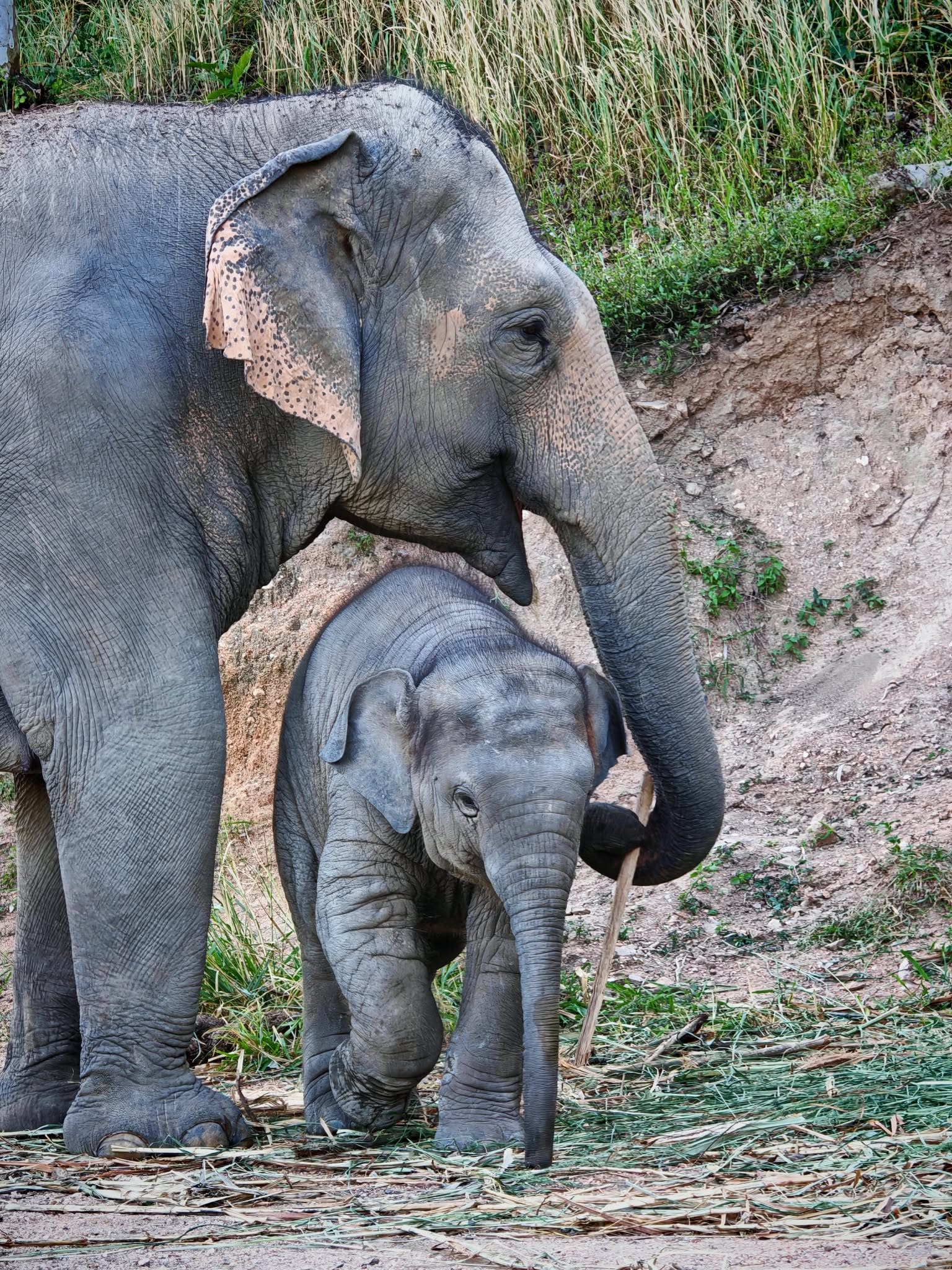Elephant care at a ThaiEleHub-partner sanctuary in Thailand