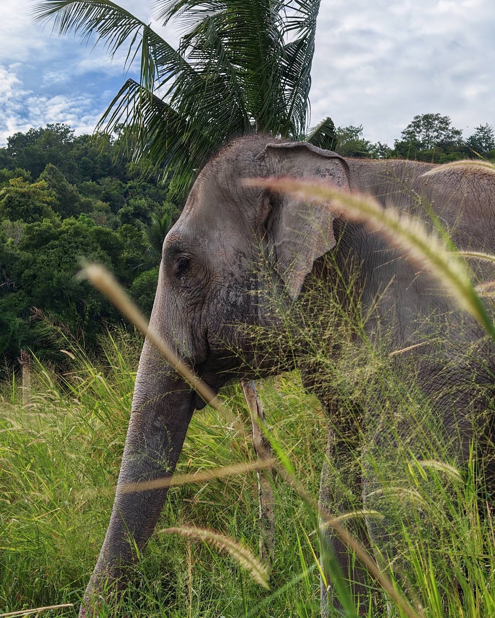 Chonburi Eco-Sanctuary: Half-Day Ethical Encounter (Morning - Pattaya Departure)