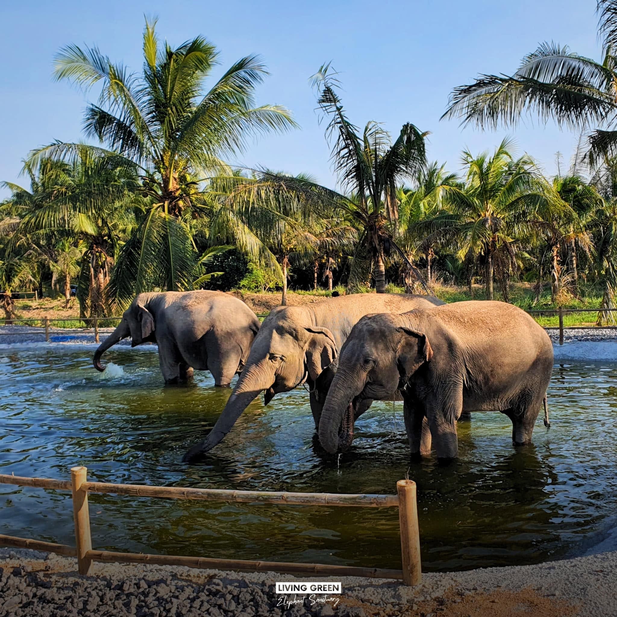 Elephant care at a ThaiEleHub-partner sanctuary in Thailand