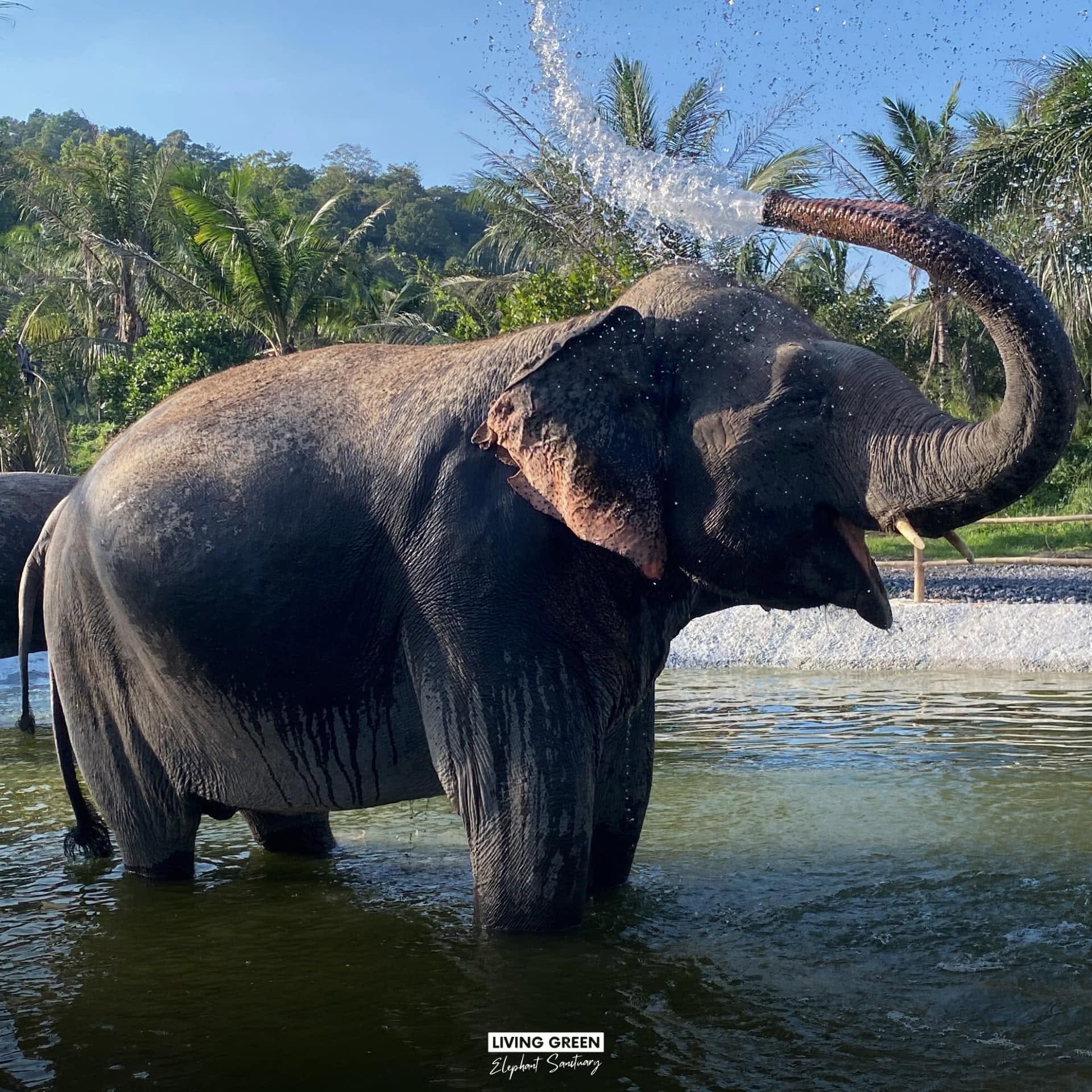 Elephant care at a ThaiEleHub-partner sanctuary in Thailand