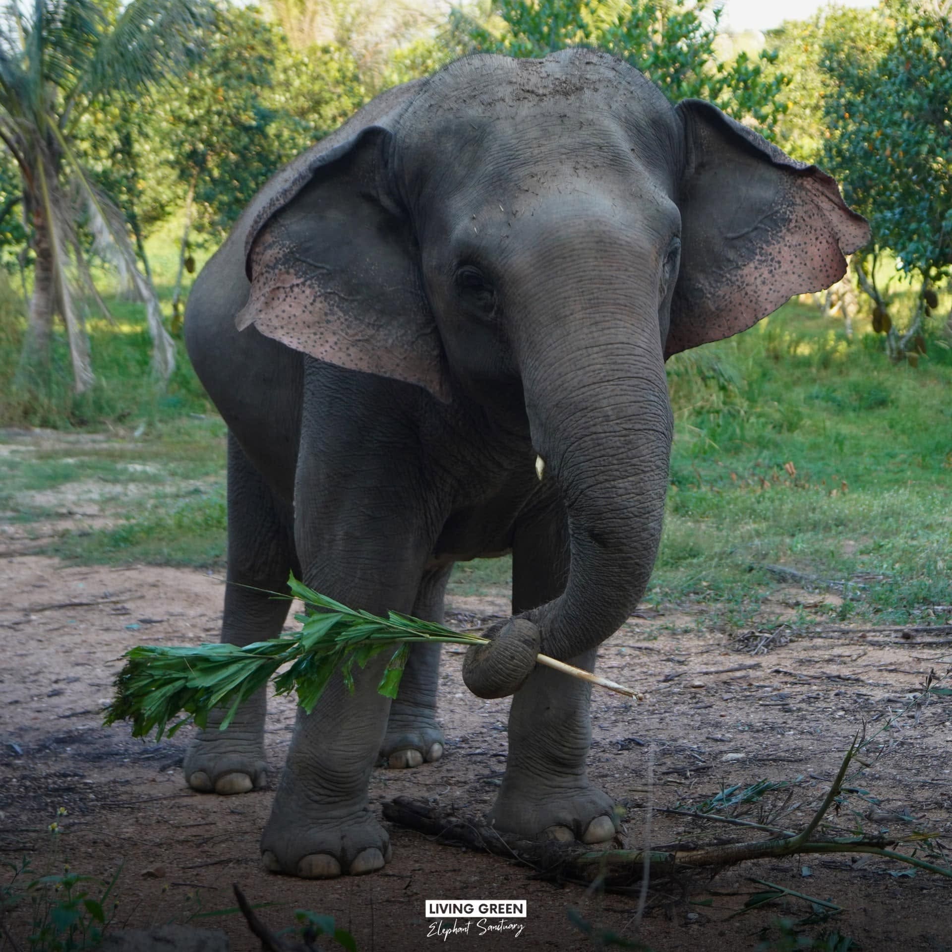 Elephant care at a ThaiEleHub-partner sanctuary in Thailand
