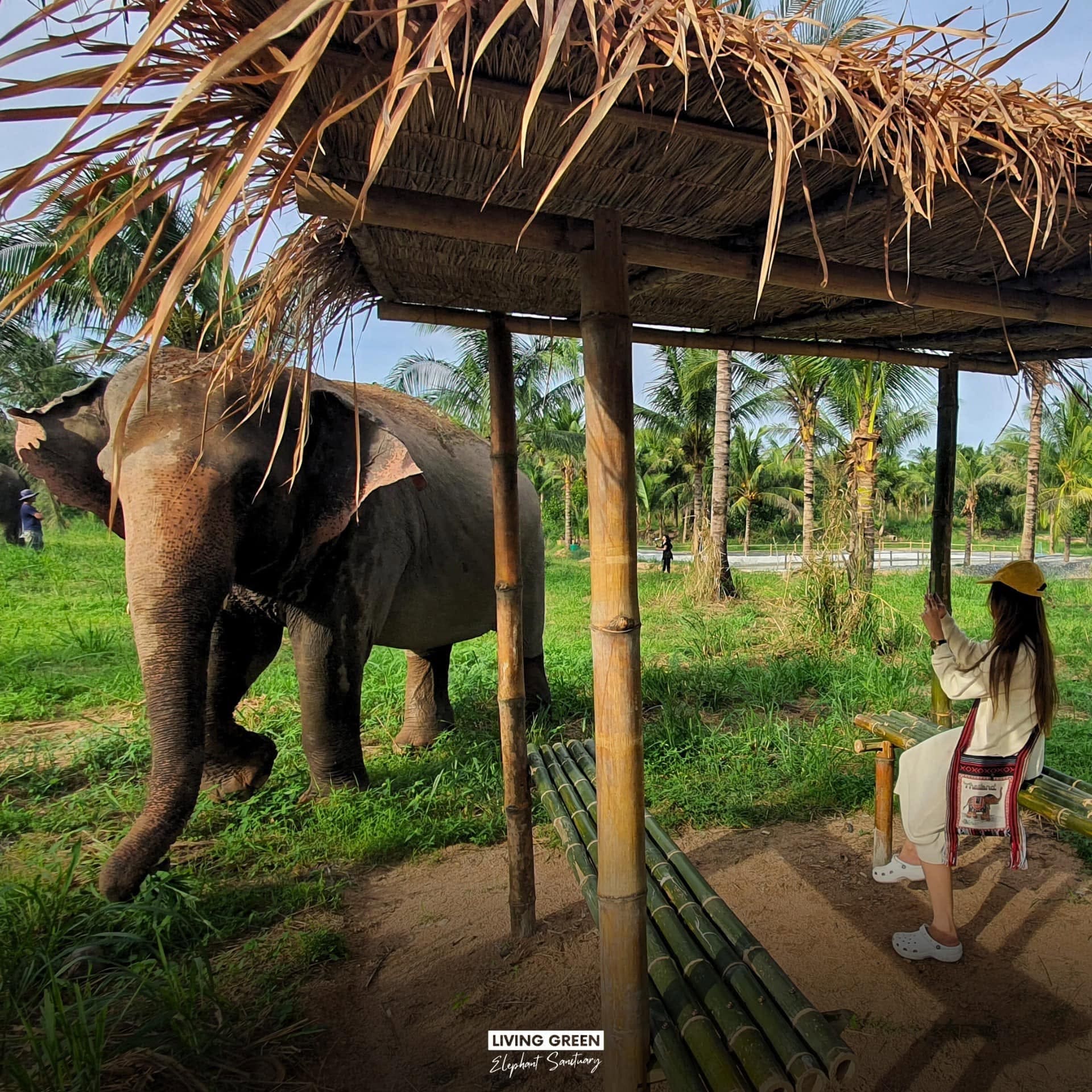 Elephant care at a ThaiEleHub-partner sanctuary in Thailand