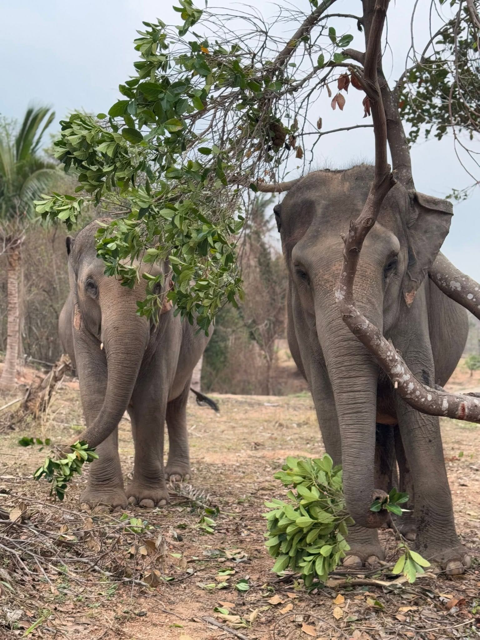 Elephant care at a ThaiEleHub-partner sanctuary in Thailand