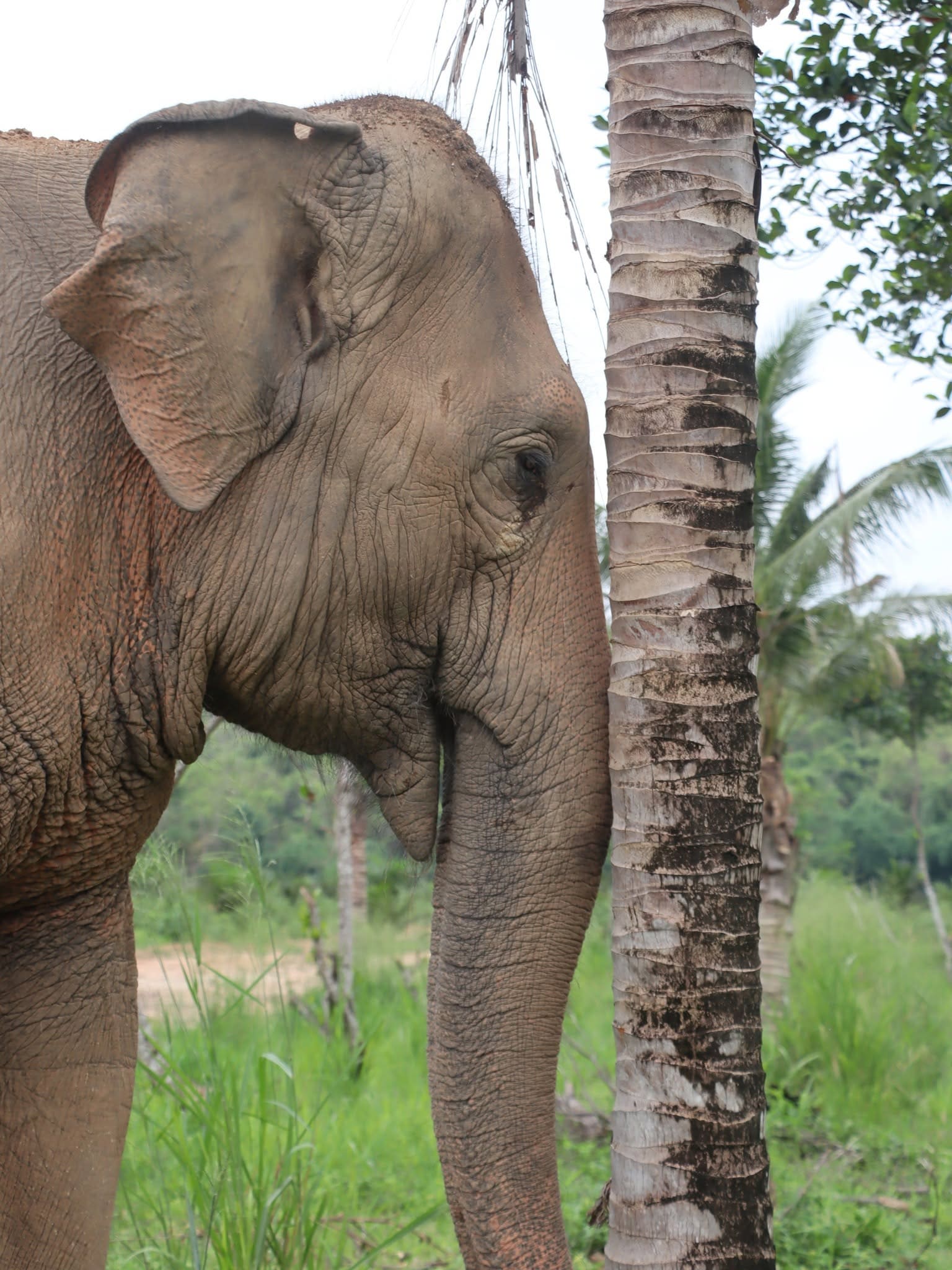 Elephant care at a ThaiEleHub-partner sanctuary in Thailand