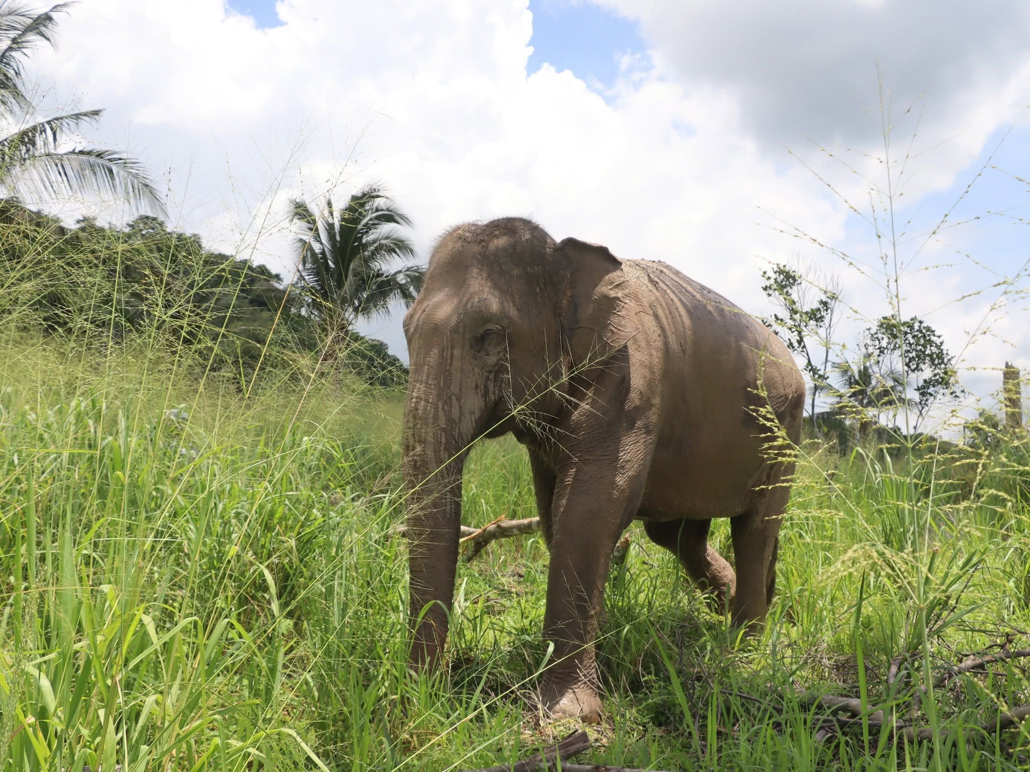 Elephant care at a ThaiEleHub-partner sanctuary in Thailand