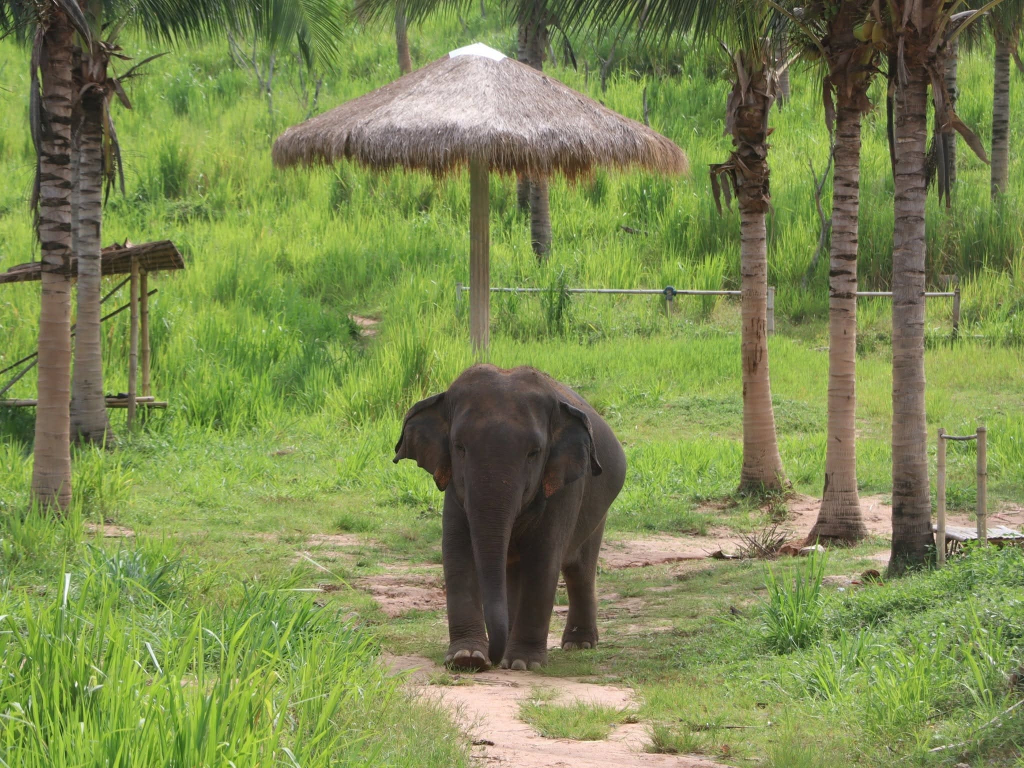 Elephant care at a ThaiEleHub-partner sanctuary in Thailand
