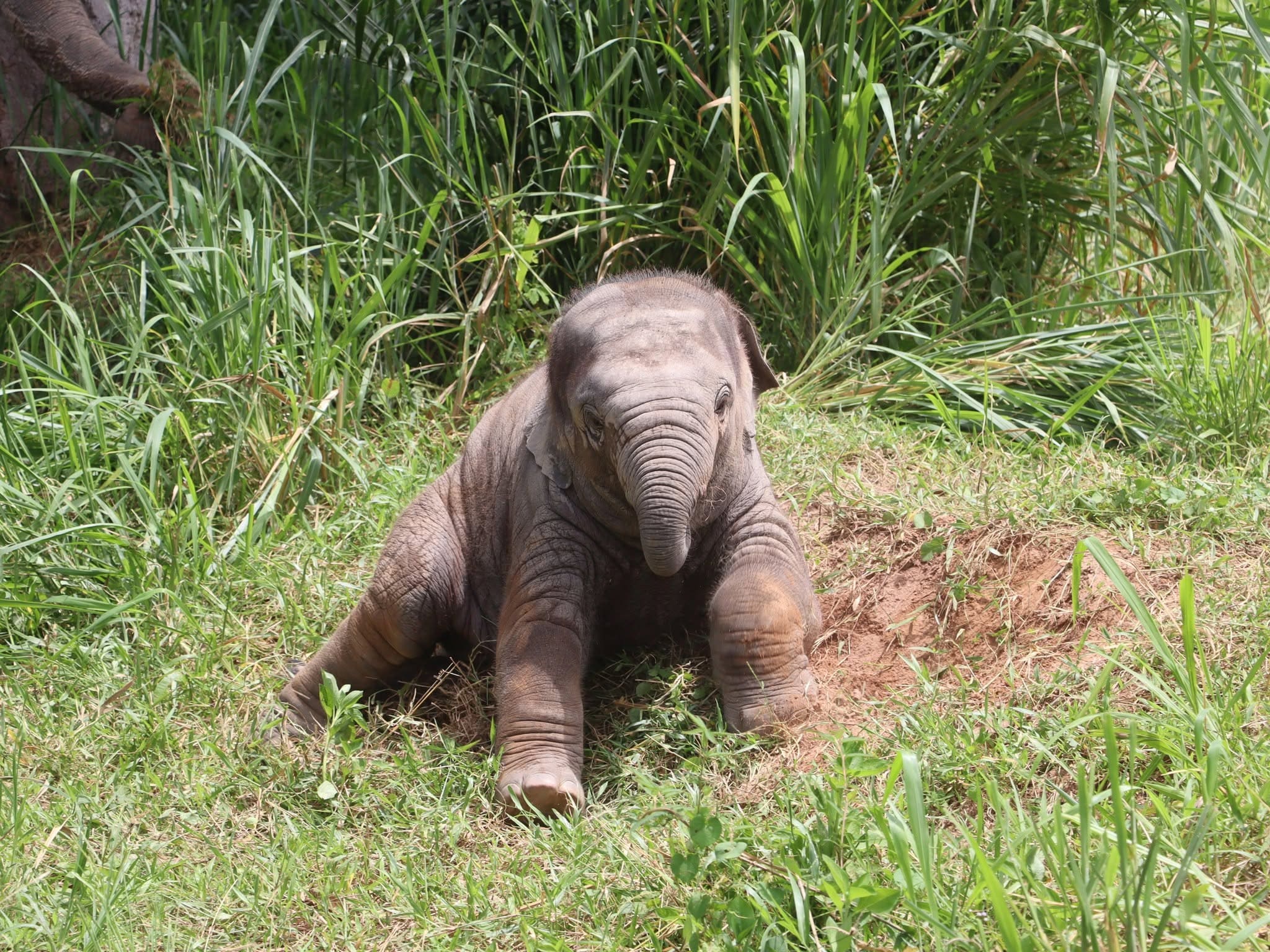 Elephant care at a ThaiEleHub-partner sanctuary in Thailand