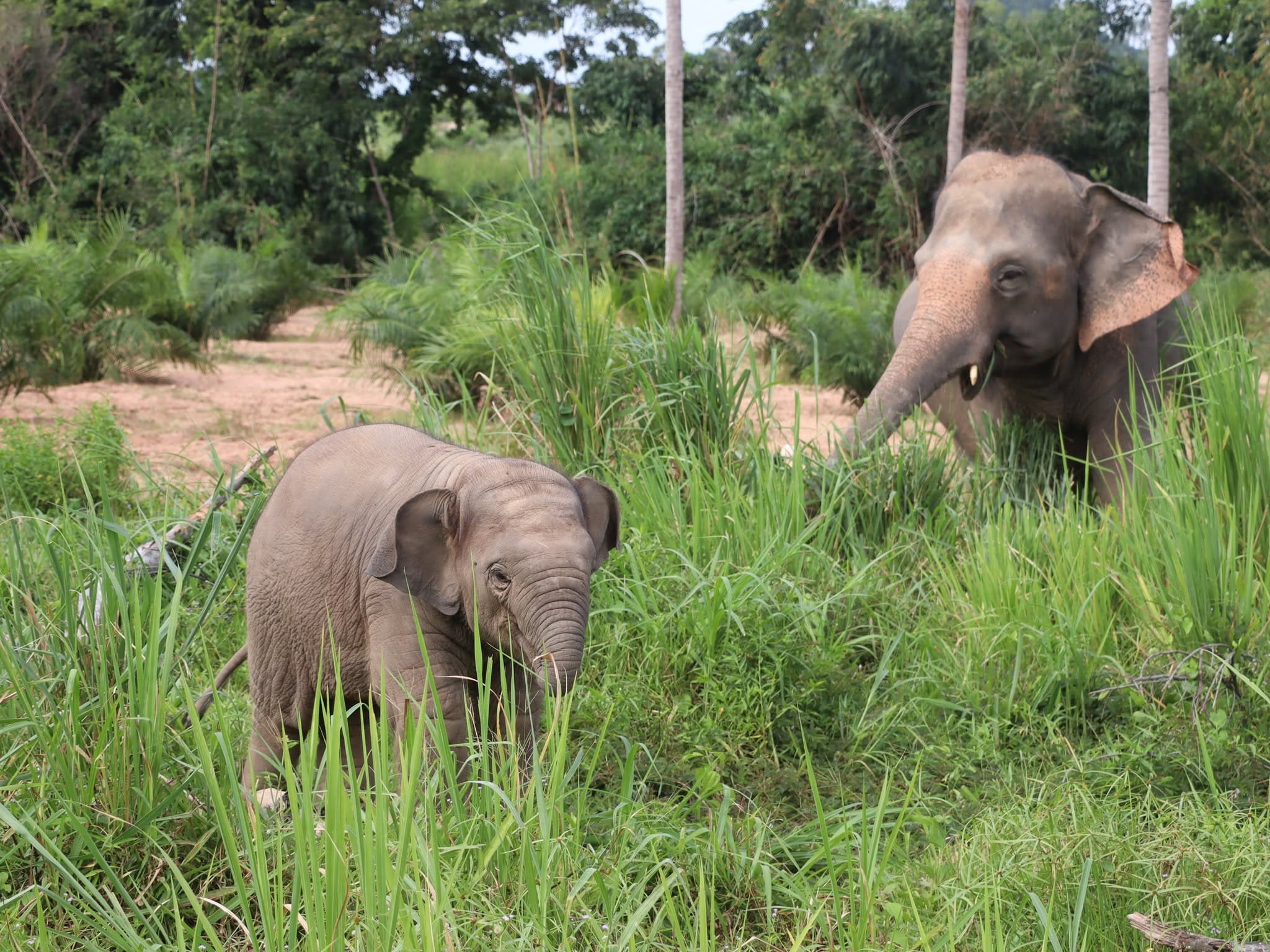 Elephant care at a ThaiEleHub-partner sanctuary in Thailand