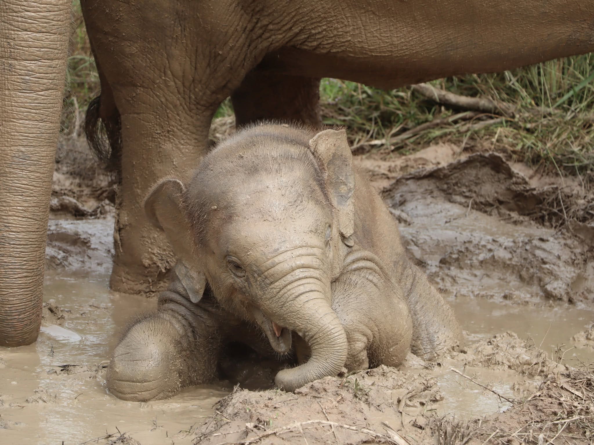 Elephant care at a ThaiEleHub-partner sanctuary in Thailand