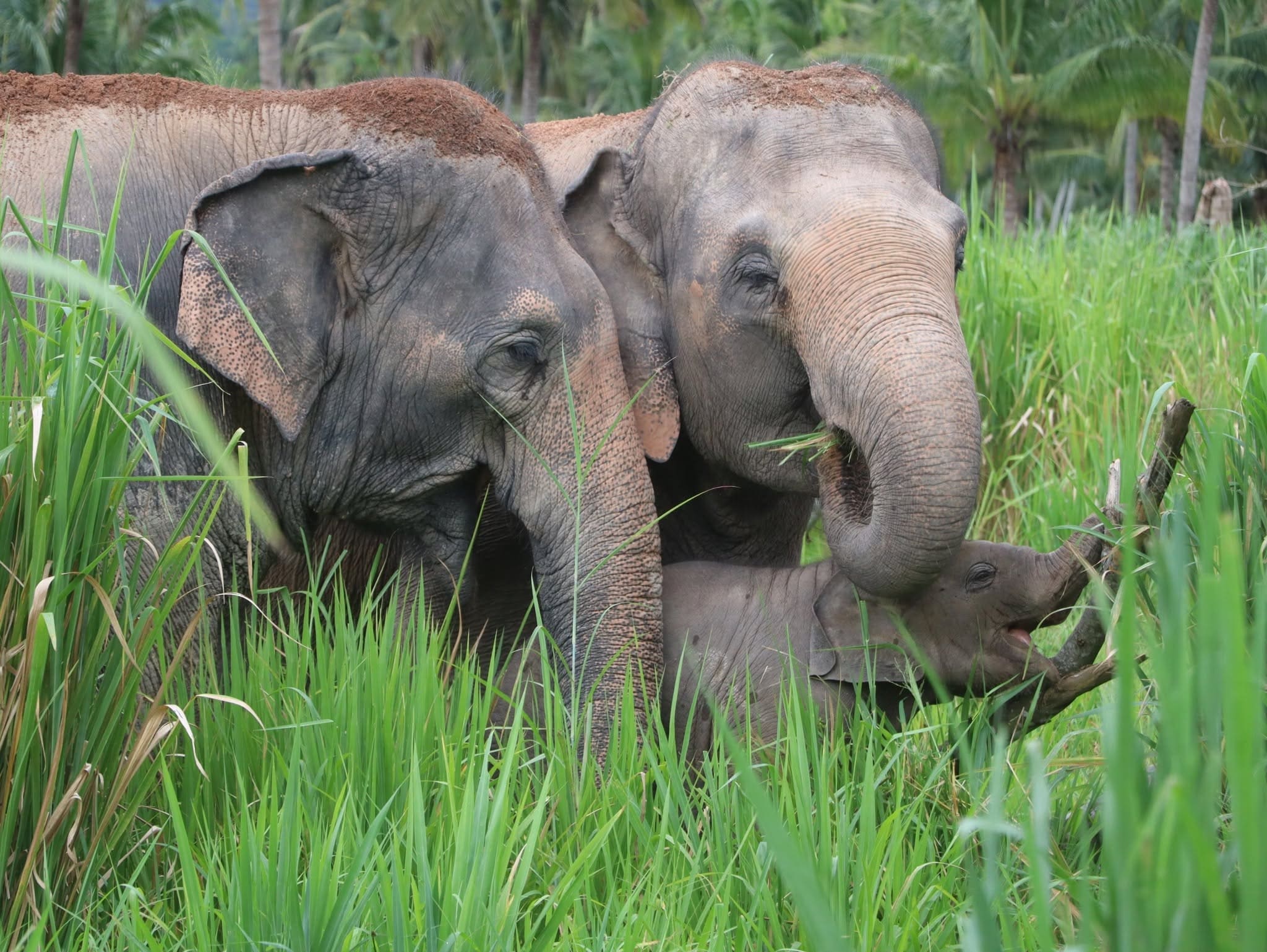 Elephant care at a ThaiEleHub-partner sanctuary in Thailand
