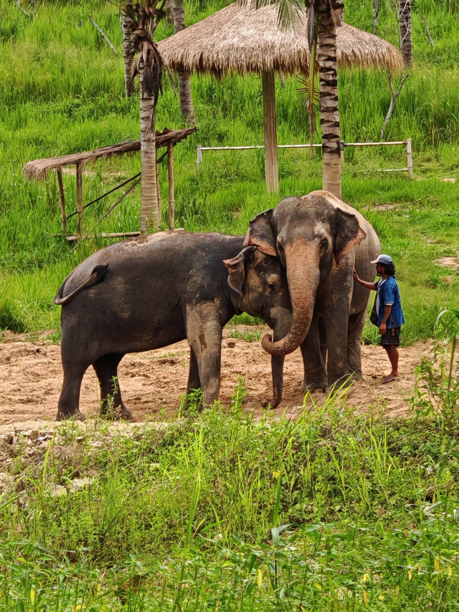Elephant care at a ThaiEleHub-partner sanctuary in Thailand