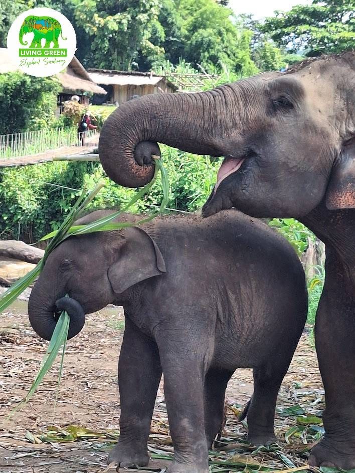 Can You Visit an Elephant Sanctuary Near Bangkok or Pattaya? Meet Thaielehub Chonburi
