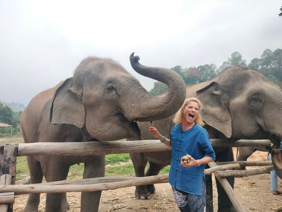 Elephant herd in a Chiang Mai ethical sanctuary landscape with no riding or shows