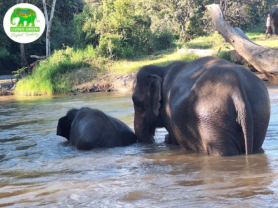 Elephants cooling near water at an ethical sanctuary in Thailand during the hot season