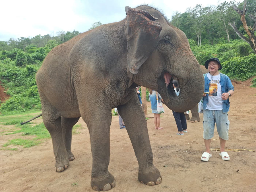 What Reddit Travelers Get Right and Wrong About Elephant Sanctuaries in Chiang Mai