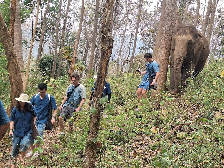 How to Spot a Truly Ethical Elephant Sanctuary in Thailand (2026 Insider Guide)