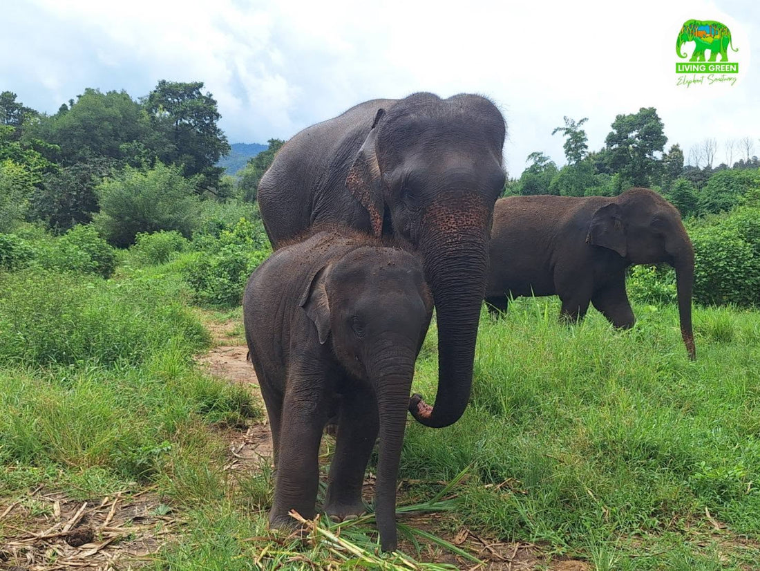 Asian elephants in a natural sanctuary setting in Chiang Mai, Thailand