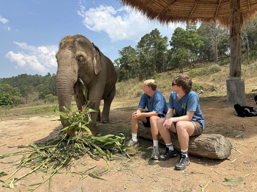 Why No-Contact Matters: The Philosophy Behind Thaielehub Elephant Sanctuary