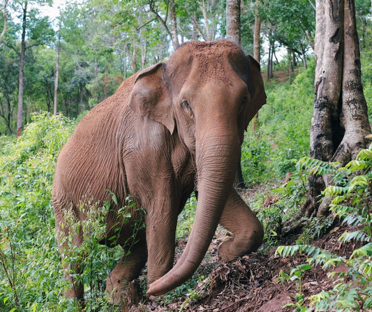 Big Boy Chiang Mai: Elephants, Mae Wang Bamboo Rafting & Pad Thai Cooking