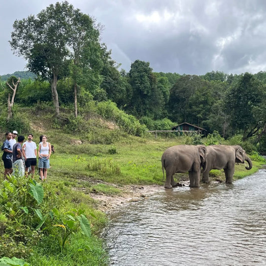 Big Boy Elephant Sanctuary elephant river time in Chiang Mai mountain scenery