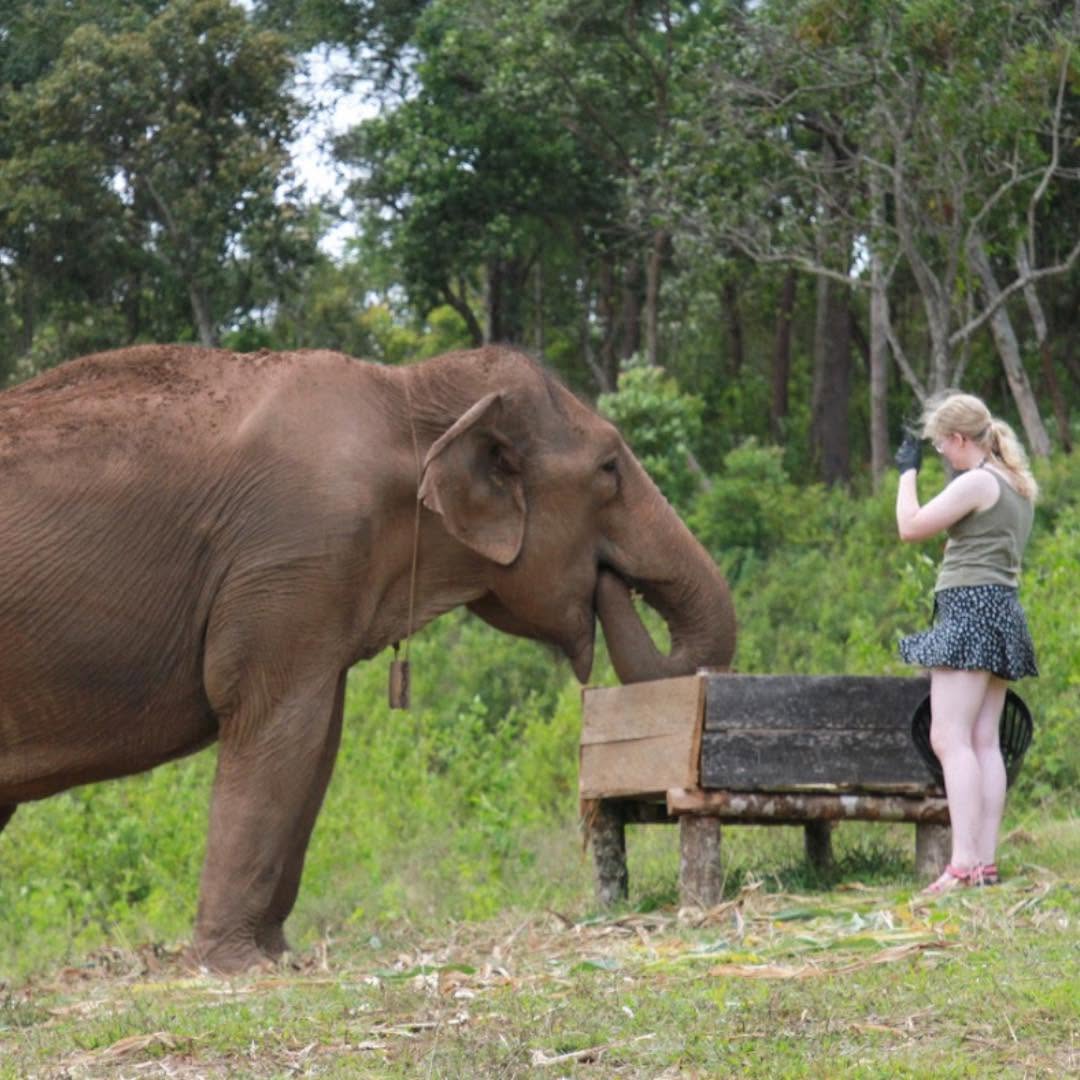 Afternoon elephant feeding at Big Boy Elephant Sanctuary Chiang Mai