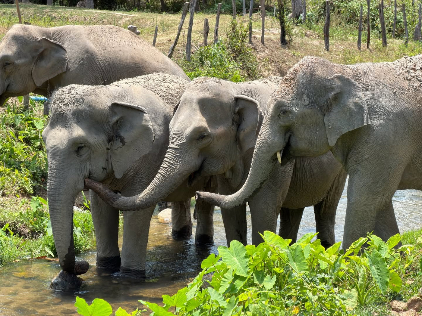 Elephant group in green habitat at Big Boy Elephant Sanctuary Chiang Mai