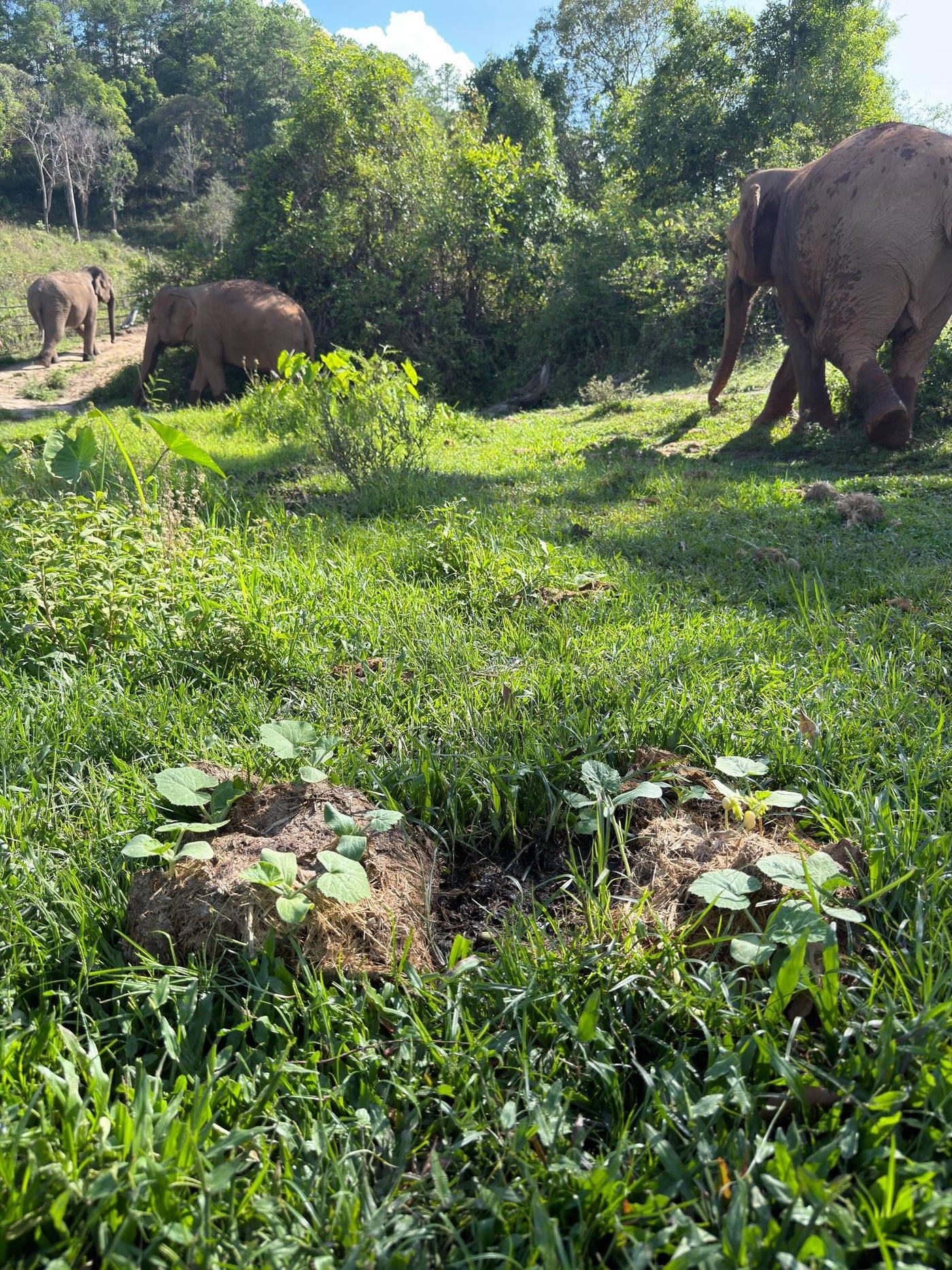 Quiet elephant observation route at Big Boy Elephant Sanctuary Chiang Mai