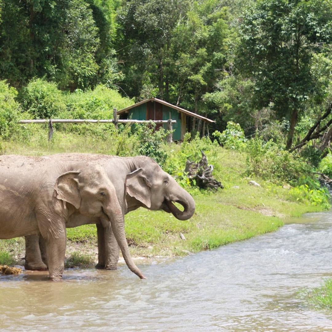 Elephant by the river at Big Boy Elephant Sanctuary Chiang Mai