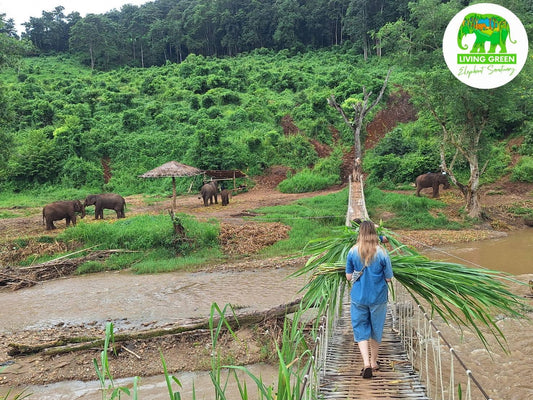 Guest carrying elephant food at Living Green Elephant Sanctuary Chiang Mai