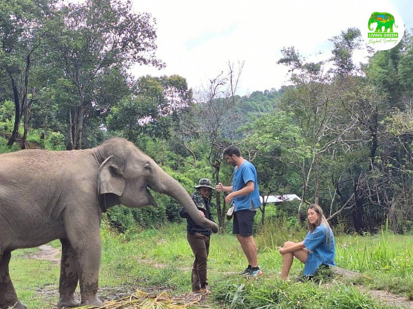 Family-friendly elephant feeding at Living Green Elephant Sanctuary Chiang Mai