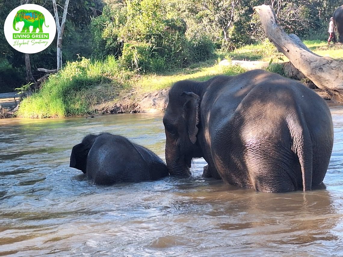 Natural riverside elephant scene at Living Green Elephant Sanctuary Chiang Mai