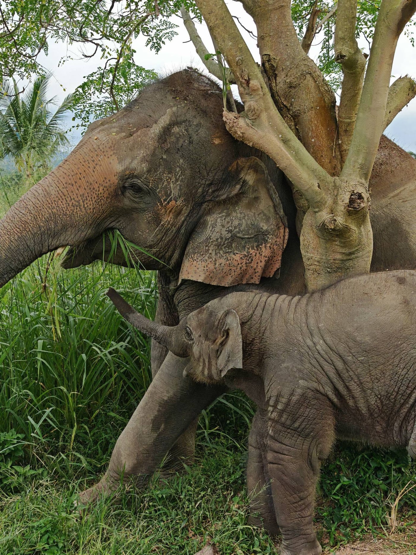 Elephants resting together in natural shade at Living Green Elephant Sanctuary Chonburi