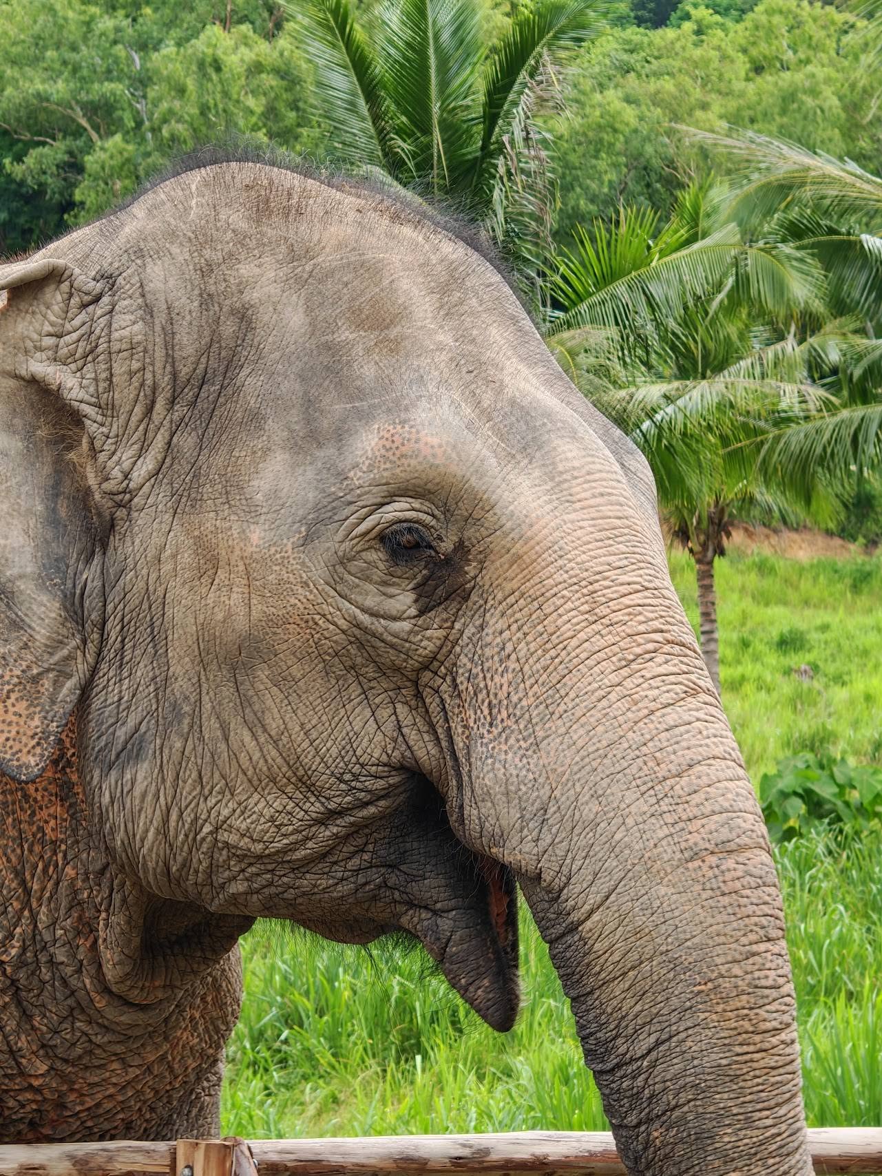 Close portrait of an elephant in green Chonburi sanctuary habitat