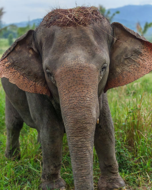 Elephant standing in tall grass at Living Green Elephant Sanctuary Chonburi near Bangkok