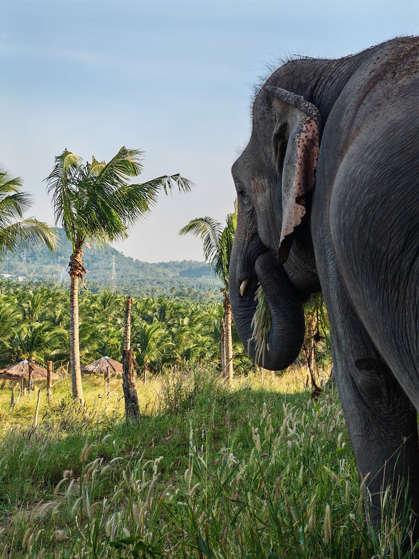 Elephant walking through tropical grassland at the Chonburi sanctuary near Bangkok