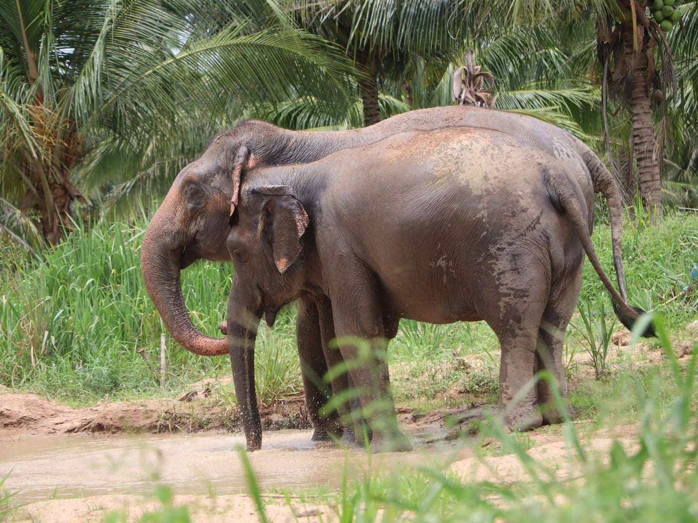 Elephant walking calmly through natural Chonburi sanctuary habitat