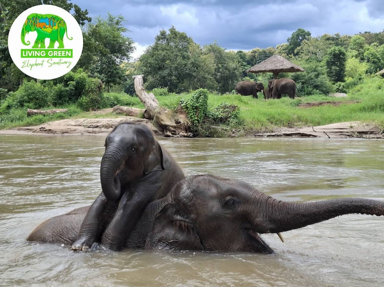Elephant bathing in river at Living Green Elephant Sanctuary Chiang Mai