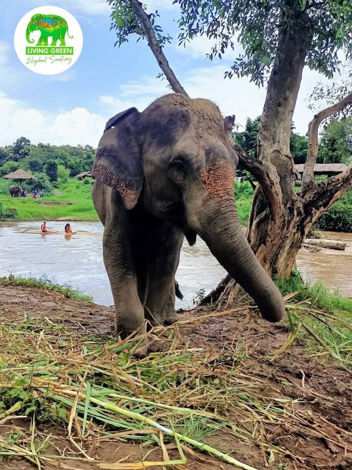 Elephant near natural riverbank at Living Green Elephant Sanctuary Chiang Mai