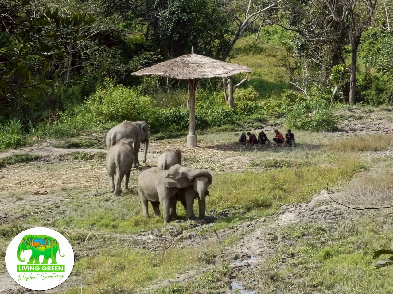 Elephants resting in natural mountain habitat near Chiang Mai