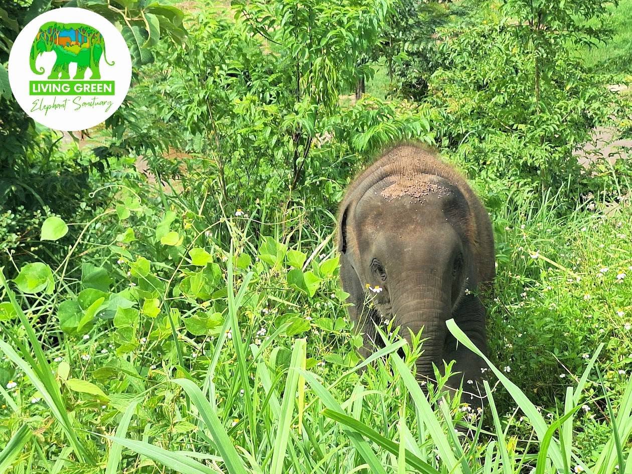 Elephant walking through dense green sanctuary grass in Chiang Mai