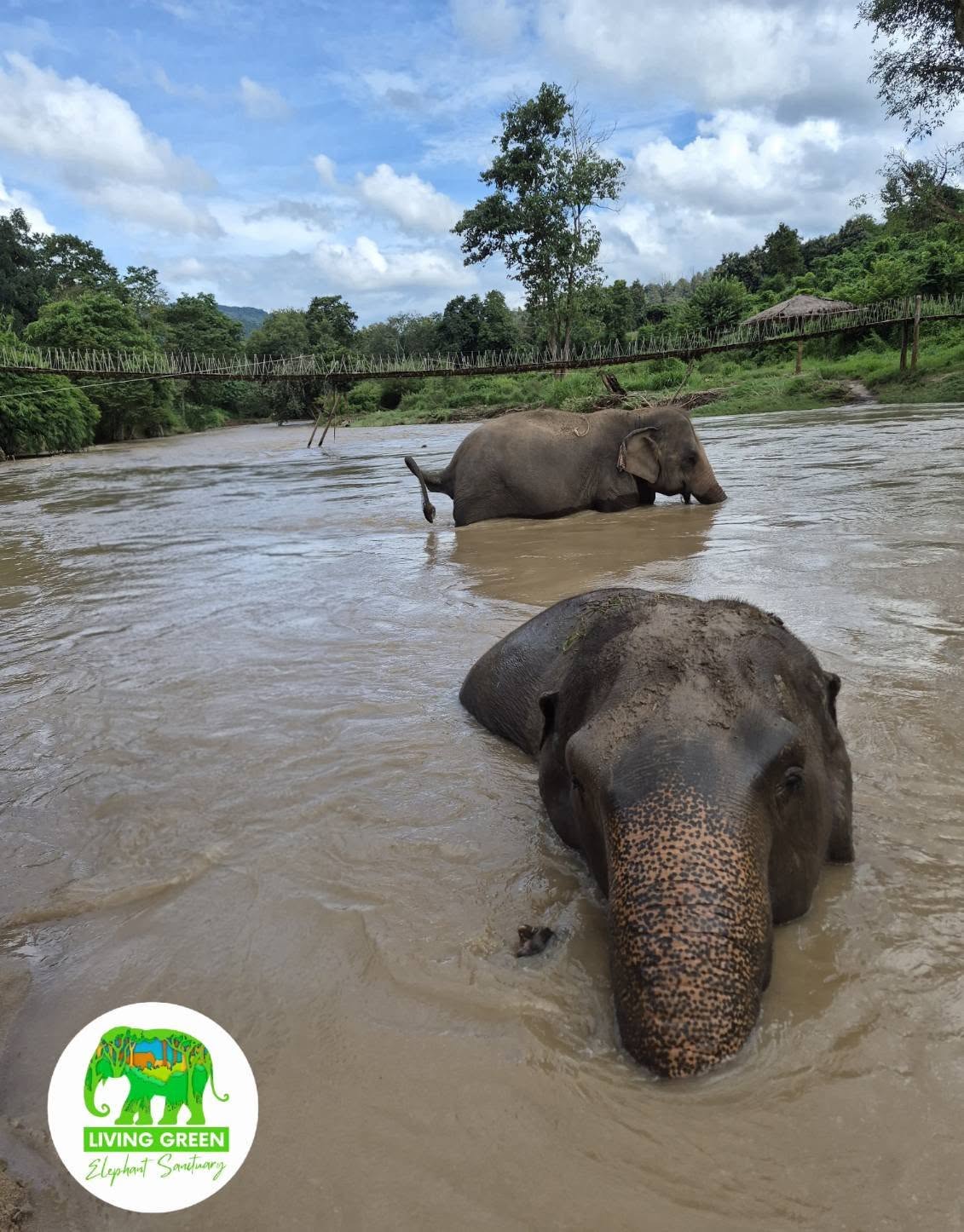 Elephant crossing the natural river area at Living Green Elephant Sanctuary Chiang Mai