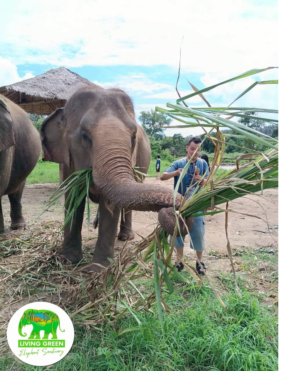 Peaceful afternoon elephant habitat at Living Green Elephant Sanctuary Chiang Mai