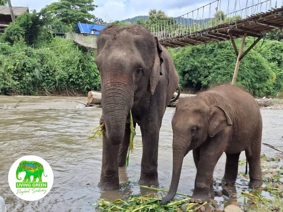 Adult and young elephant at Living Green Elephant Sanctuary Chiang Mai