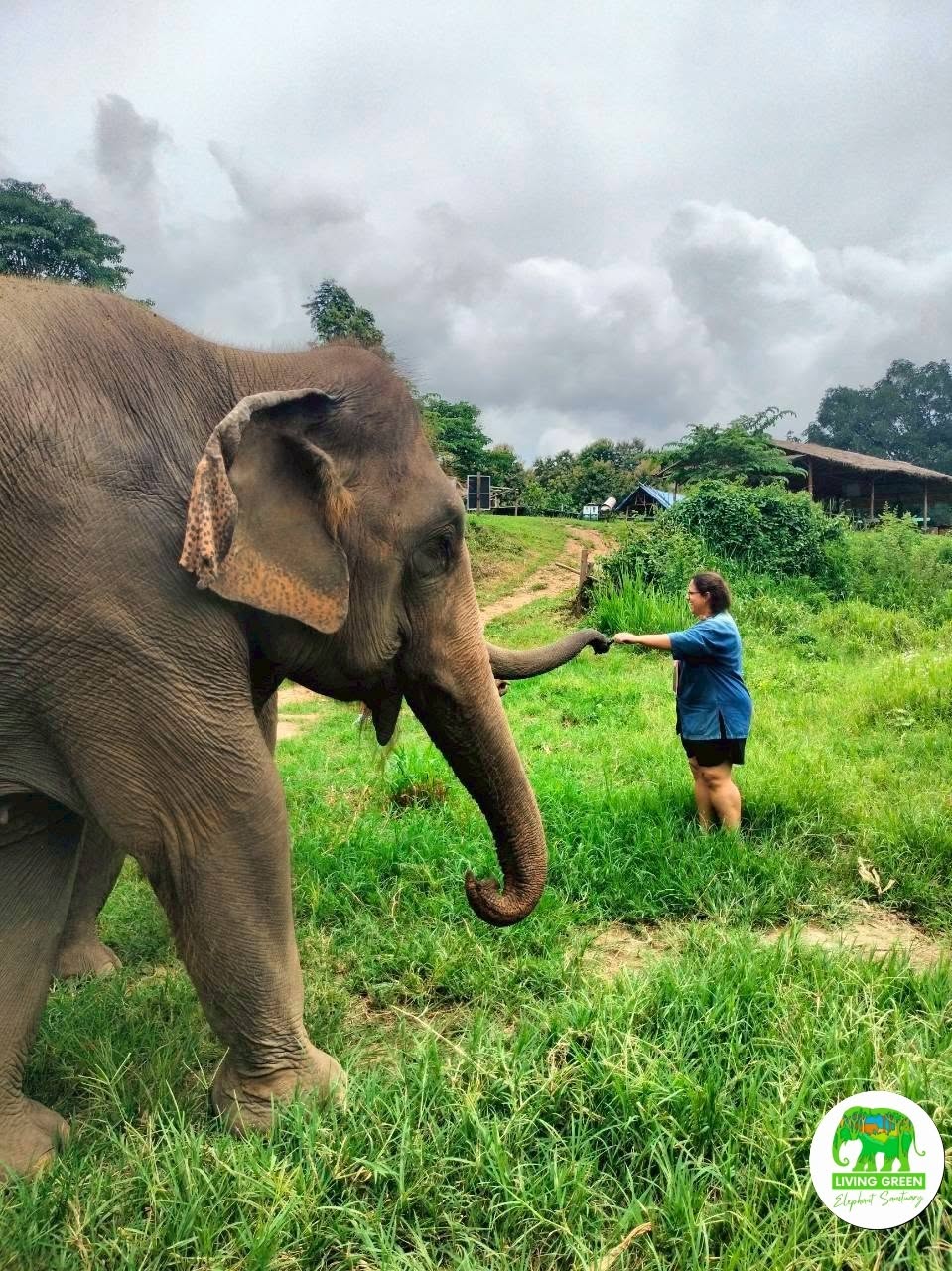 Elephant and visitor in natural Chiang Mai sanctuary setting