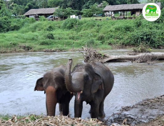 Elephant in river habitat at Living Green Elephant Sanctuary Chiang Mai