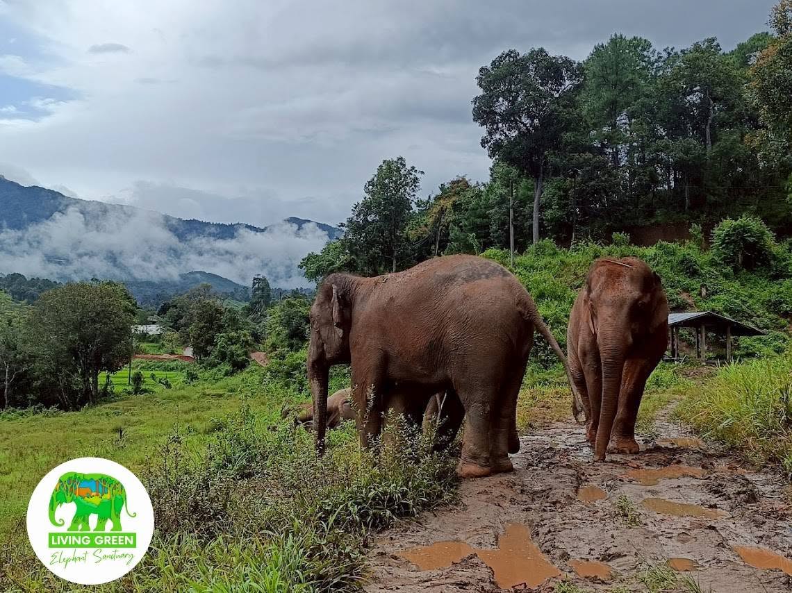 Ethical elephant feeding at Living Green Elephant Sanctuary Chiang Mai