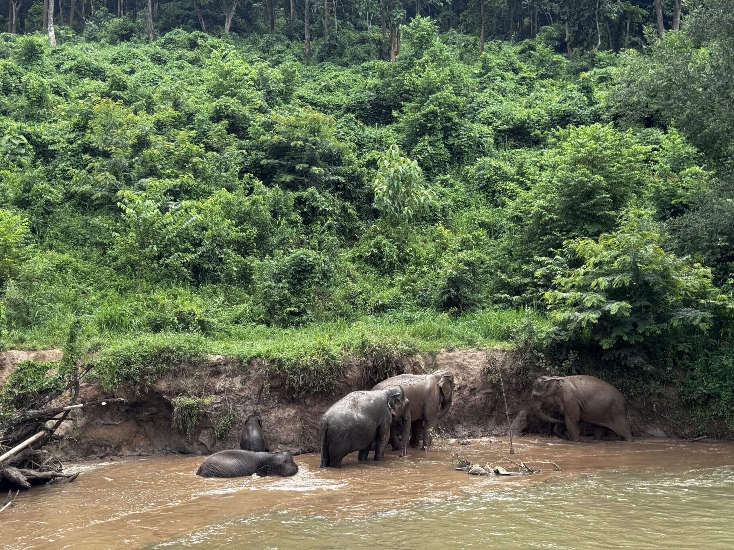 Baby elephant Charlie at Chonburi sanctuary near Pattaya
