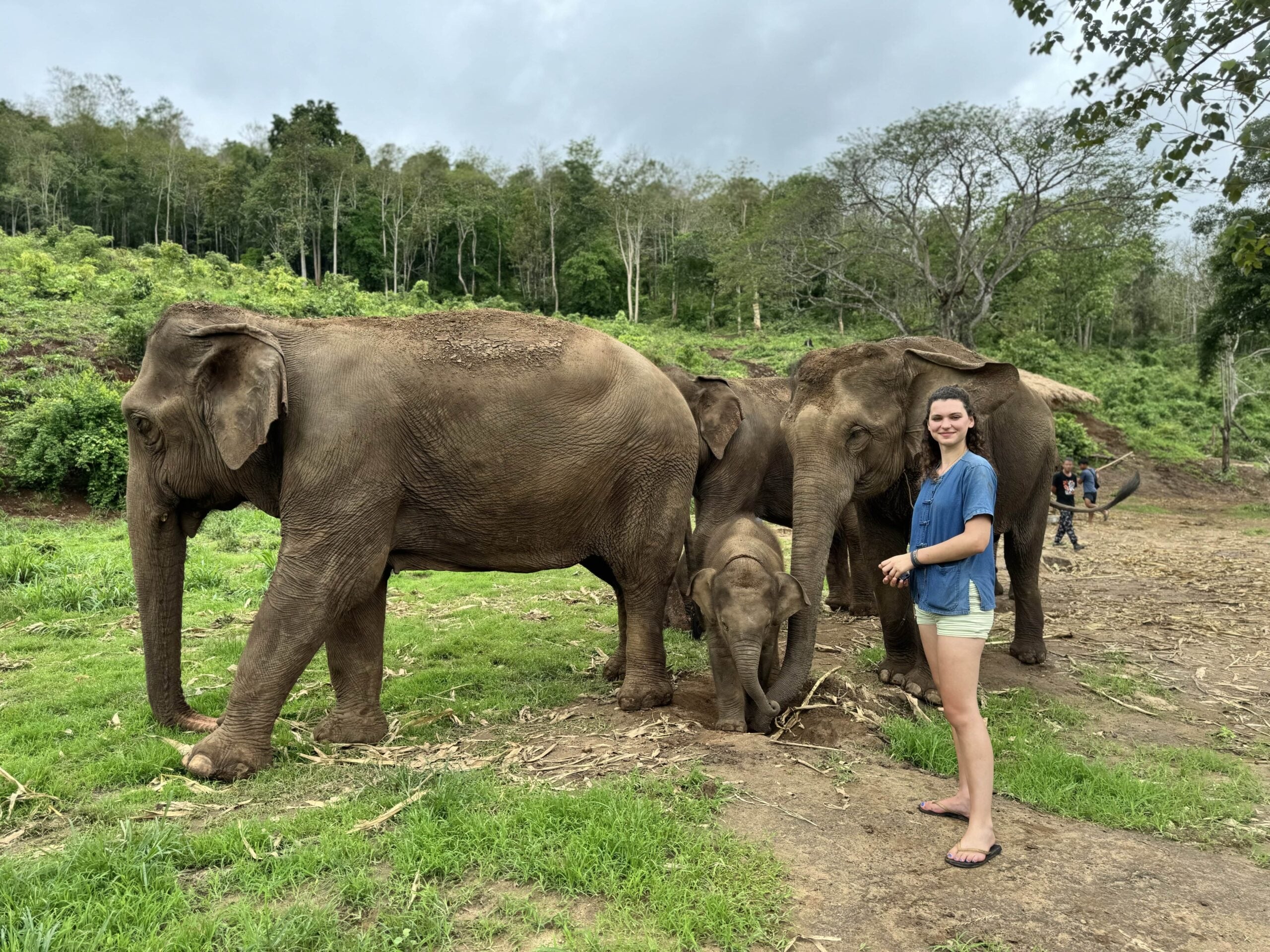 Visitors and elephant fully visible in a calm sanctuary setting