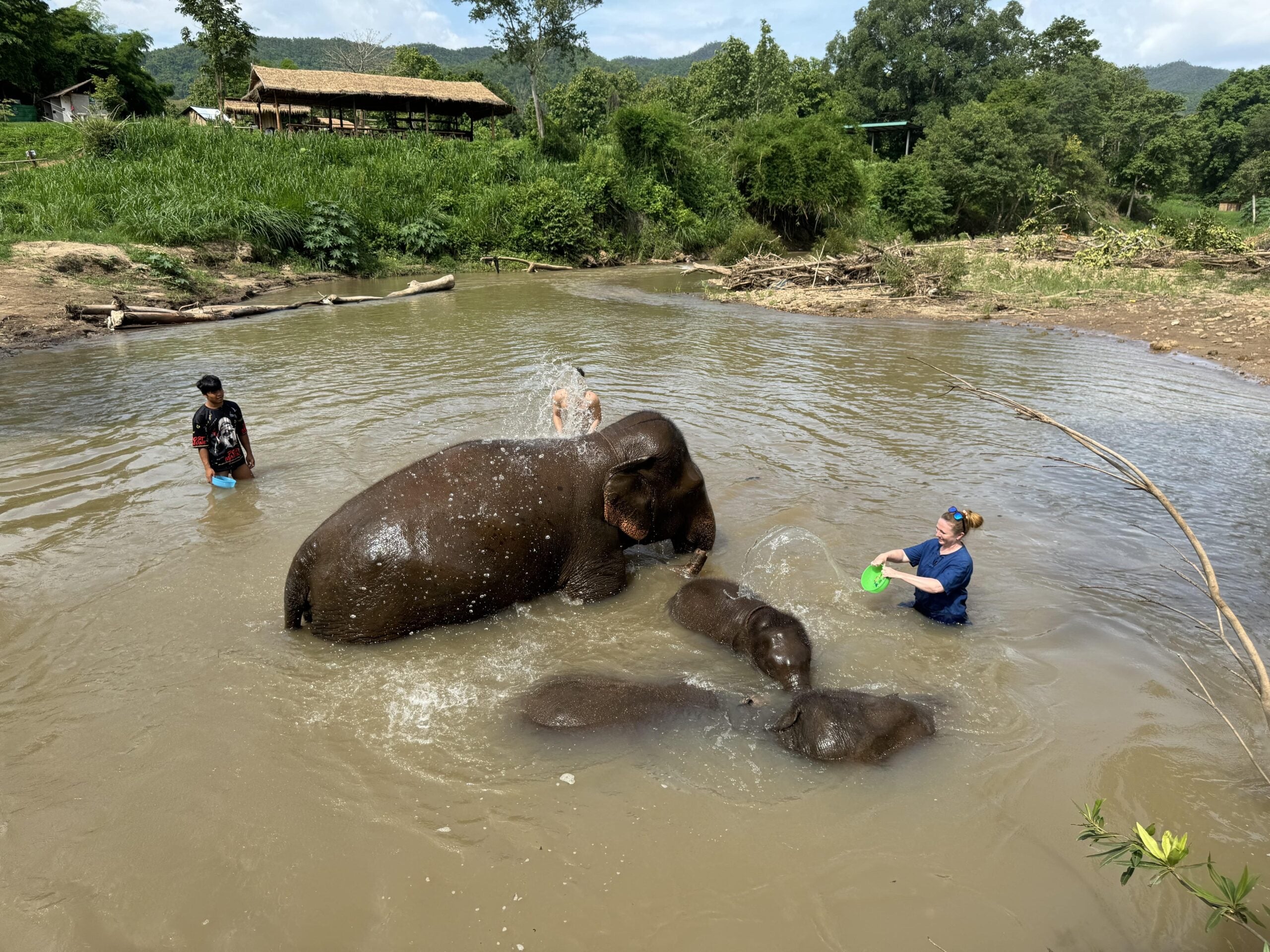Visitors carrying banana leaves across suspension bridge toward elephants